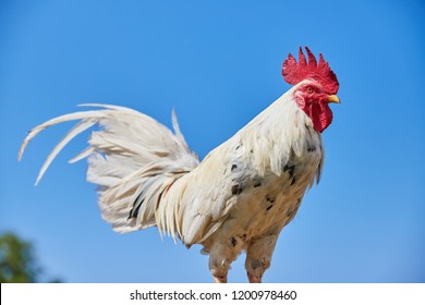 Standing white cock in blue sky