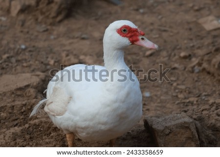Standing white duck with bokeh background