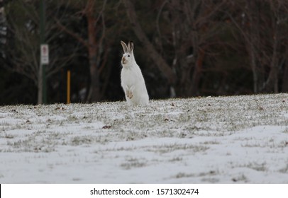 Standing White Tailed Jackrabbit Winter