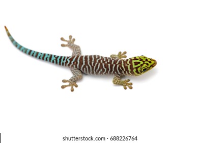 Standings day gecko isolated on white background