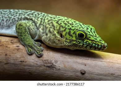 Standing's Day Gecko, Phelsuma Standingi