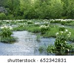Stands of Cahaba lilies in bloom