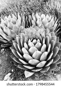 Stanford Cactus Garden In Black And White