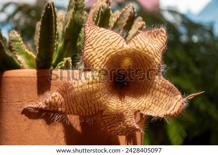 It is a stapelia gigantea, also known as the carrion flower. It’s a succulent plant native to South Africa and is known for its large, star-shaped flowers that can reach up to 16 inches in diameter. T