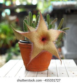 Stapelia Star Flower Cactus Hd Stock Images Shutterstock