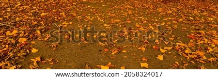 Similar – Autumn leaves Nature Leaf