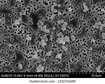 Staphylococcus aureus Scanning Electron Microscopy
