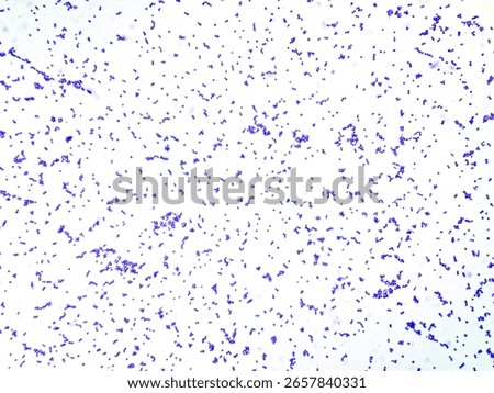 Staphylococcus is a Gram-positive bacteria form grape-like clusters.