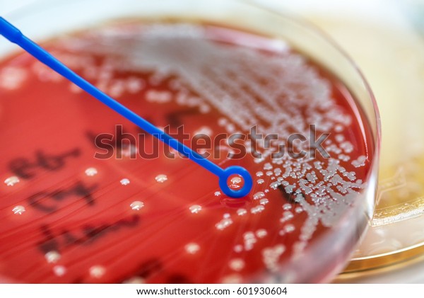 Staphylococcus Species Staphylococcus Aureus Colonies White Stock Photo