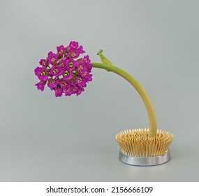 Star Anise Flower In Kenzan On A Gray Background