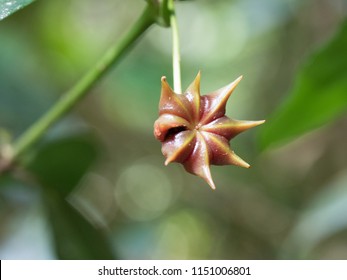 Star Anise Plant