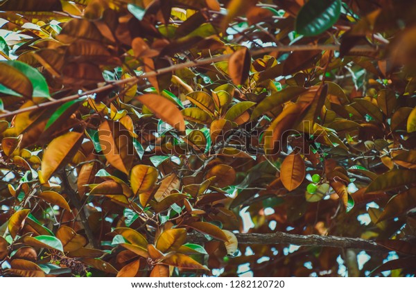 Star Apple Leaves Golden Leaf Tree Stock Photo Edit Now 1217