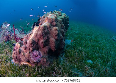 A Star Coral Head With Damsel Fish 