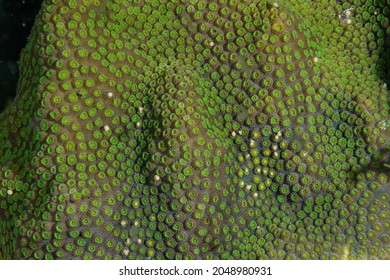 Star Coral Showing The Early Signs Of Coral Spawning. The Initial Pieces Of Spawn Are Emerging From The Coral And Ready To Take To The Water Column To Spread And Reproduce