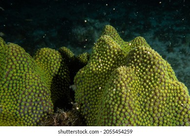 Star Coral Showing The Early Signs Of Coral Spawning. The Initial Pieces Of Spawn Are Emerging From The Coral And Ready To Take To The Water Column To Spread And Reproduce