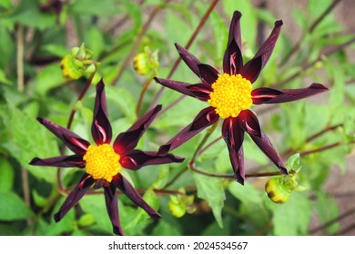 Star dahlia 'Verrone's Obsidian'  in flower - Shutterstock ID 2024534567
