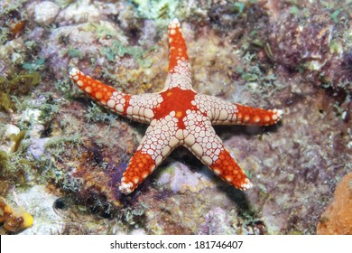 Star Fish