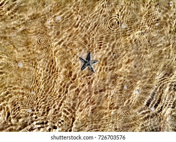 star fish