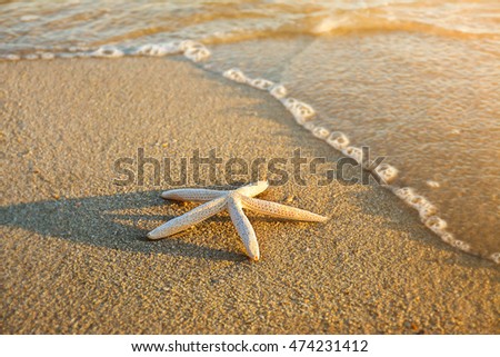 Star fish