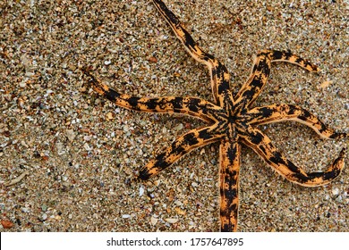 Star Fish At The Beach Point Pedro, Jaffna, Sri Lanka 