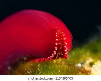 67 Underwater Spores Images, Stock Photos & Vectors | Shutterstock