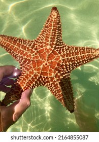 Star Fish In The Grand Cayman Islands 