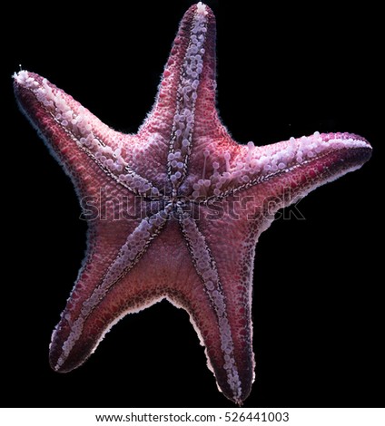 Similar – Foto Bild StarFish Seestern Meer