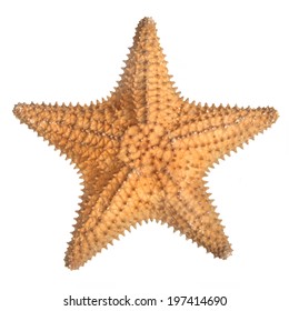 Star Fish Isolated On White