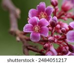 star fruit flower (Averrhoa carambola) with blur background