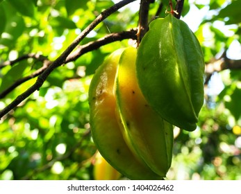 Star fruit hanging on a tree. Sabah, Malaysia - Shutterstock ID 1404026462