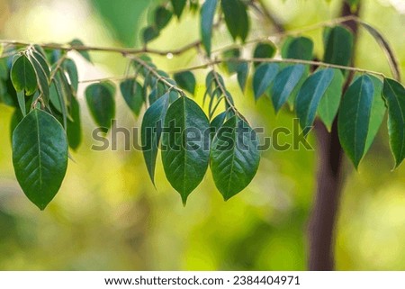 Star Fruit Leaves Close Up View,
Springtime green leafy background,
(Carambola, Kamranga, Balimbing)