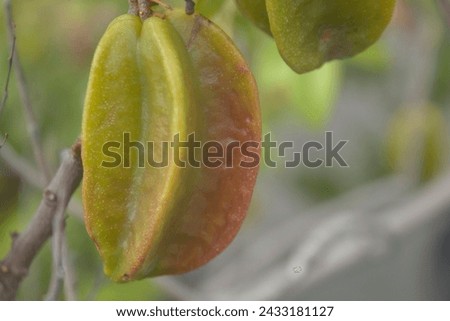 Star fruit on a tree photographed close up