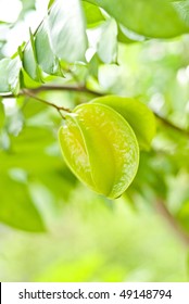 Star Fruit in the own tree, on nature . - Shutterstock ID 49148794
