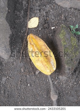 A star fruit slipped from the tree and fell to the ground