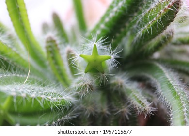 The Star In The Hairy Cactus