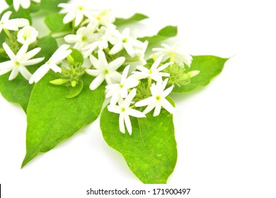 Star Jasmine Flower And Leaf With Water Drop Isolated On White 