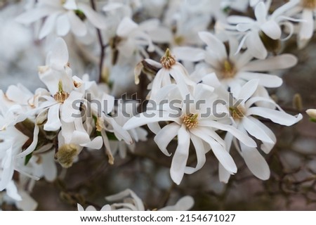 Star Magnolia blooming in spring. Blooming magnolia stellata tree. Star shape white flowers of magnolia. Spring season, sweet fragrance. Royal star magnolia