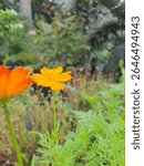 Star marigold flower close up photo for stock properties.