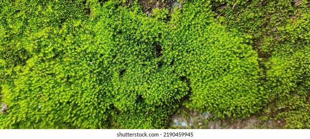 Star Moss Grouped Under Bryophyte