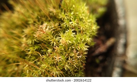 Star Moss That Thrives In A Carnivorous Plant Pot 