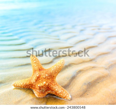 Star Sea Shell 