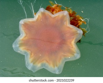 Star Shaped Jelly Fish From The North Sea 