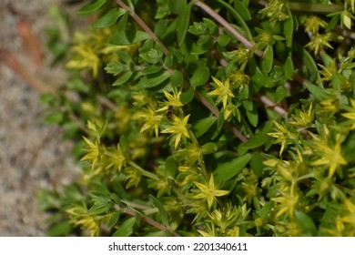 Star Shaped Shrubbery Overtaking Yard 