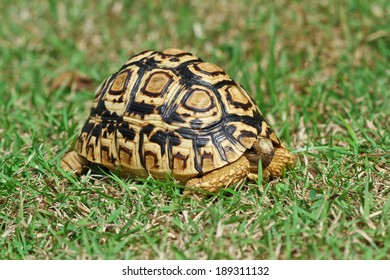 Star Tortoise Stock Photo (Edit Now) 189311138