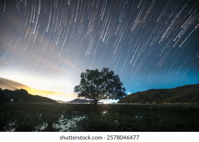 star Trail an The tree 