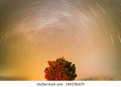 Star Trails Around The North Star With A Tree In The Foreground.