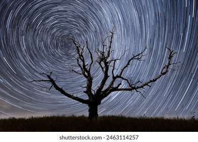 Star trails over an old lone tree on the hill - Powered by Shutterstock