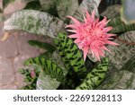 Starburst bromeliad and prayer plant