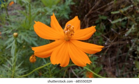 Starburst Flowers