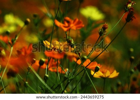 Similar – Mohnfeld Mohnblumen Blume